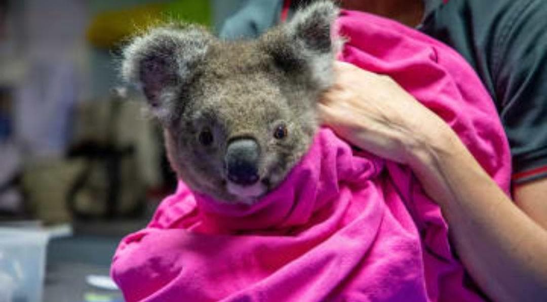 Koalas son liberados tras el incendio forestal en Australia