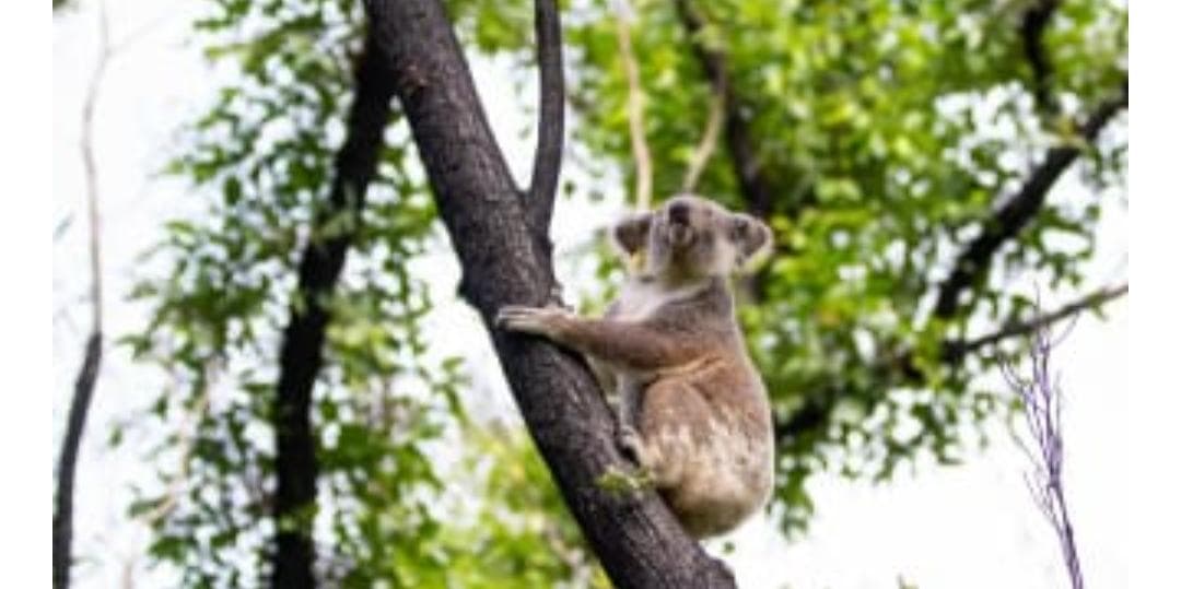 Koalas son liberados tras el incendio forestal en Australia
